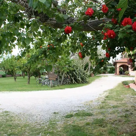 Diciocco
